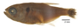 FMNH 54401 Hyphessobrycon reticulatus paratypes photo 2 of 4 small